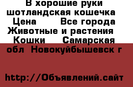 В хорошие руки шотландская кошечка › Цена ­ 7 - Все города Животные и растения » Кошки   . Самарская обл.,Новокуйбышевск г.